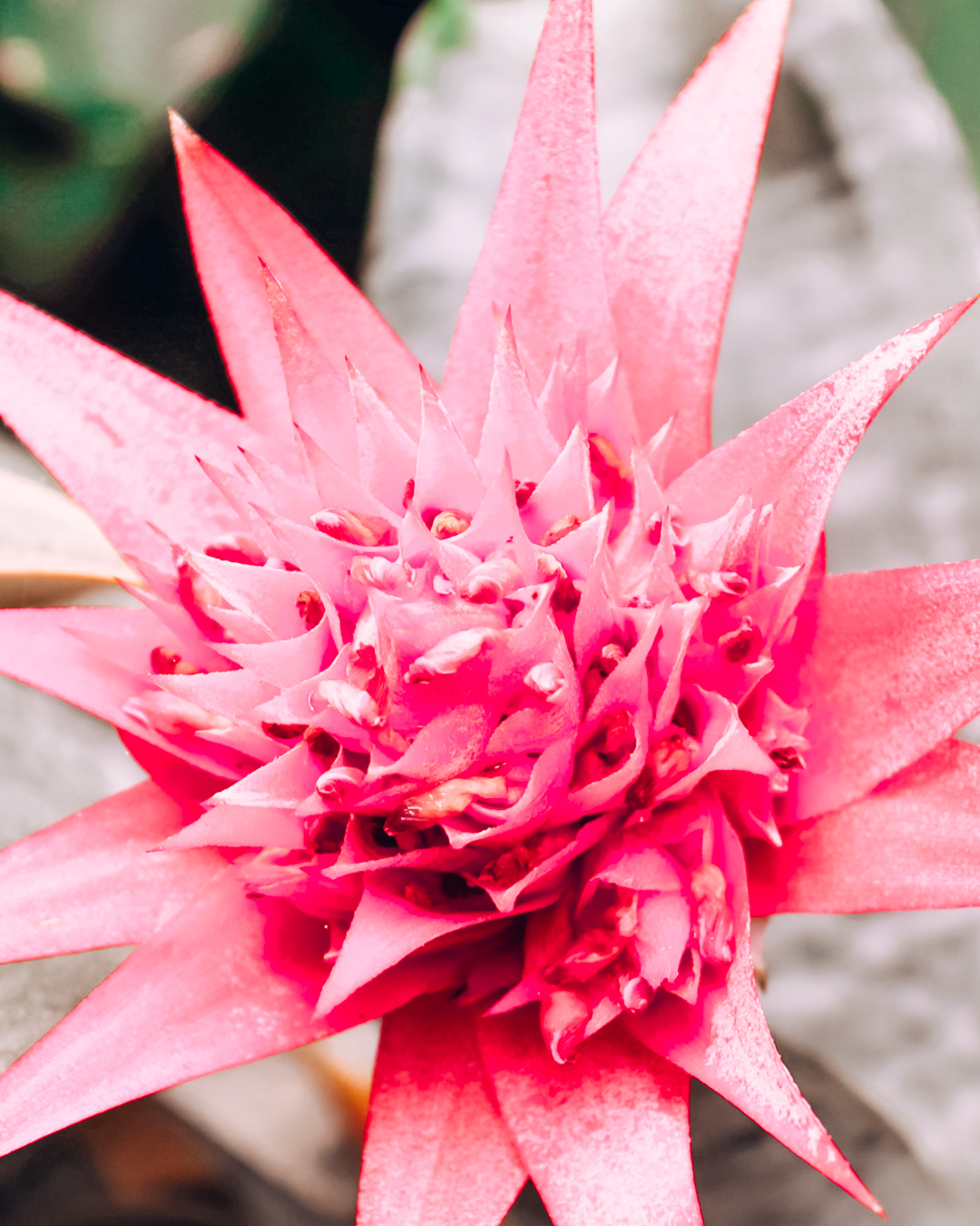 Flower at the Bloedel Conservatory